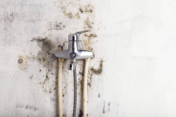 Italy, TX Mold Removal Company