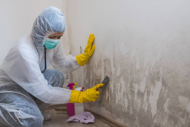 Best Mold Removal Process  in Italy, TX