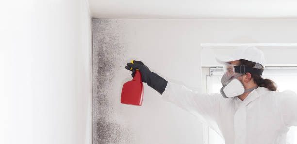 Best Toxic Mold Removal  in Italy, TX