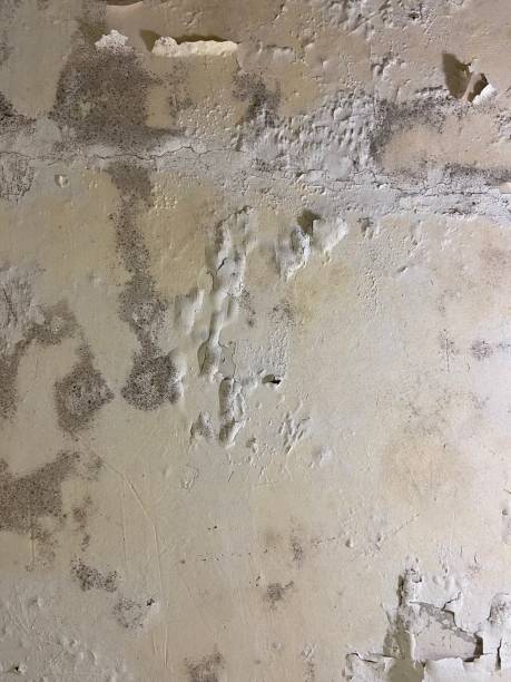 Best Toxic Mold Removal  in Italy, TX