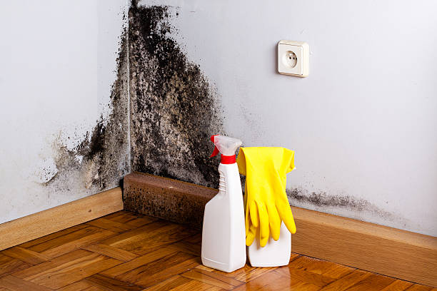 Best Mold Damage Repair  in Italy, TX