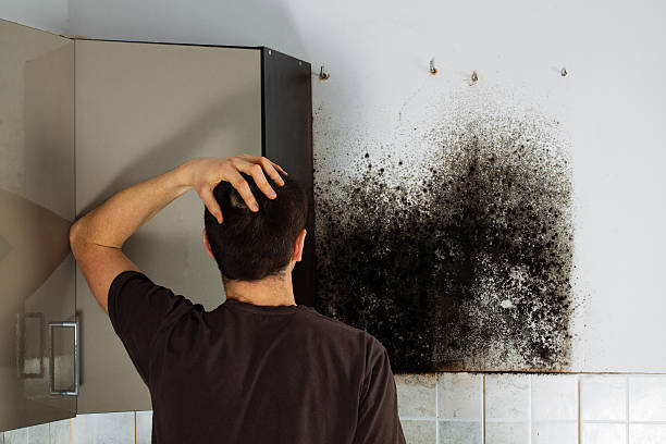 Mold Removal Process in Italy, TX