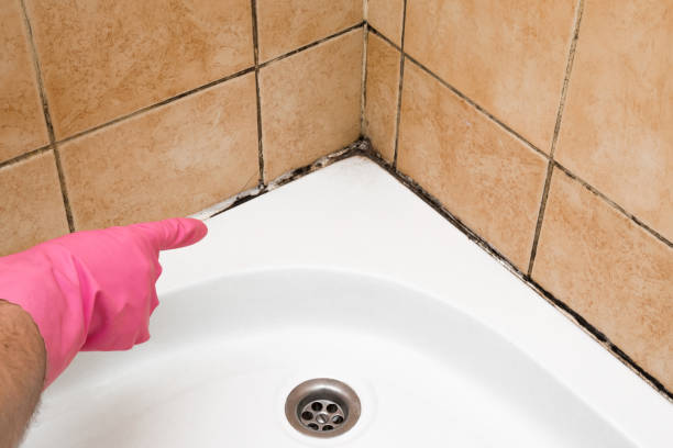 Best Attic Mold Removal  in Italy, TX